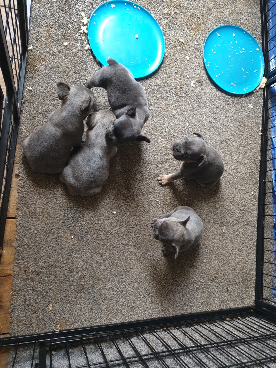 French bulldog puppies in cage