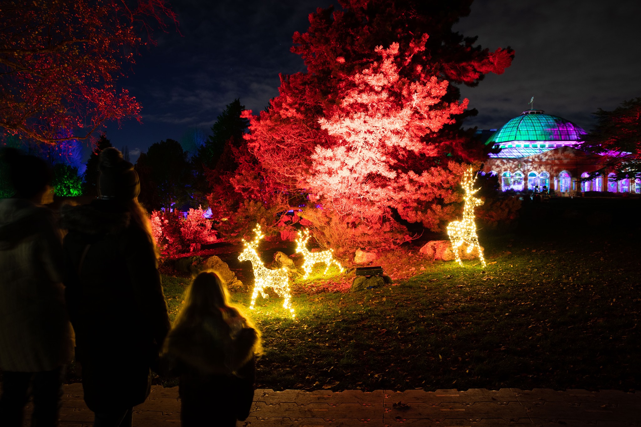 Family watching red and yellow lights on a tree at night. Light up reindeers also in the frame