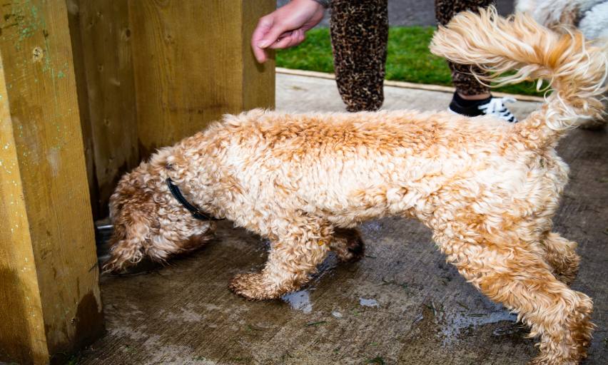 A dog enjoying the new fountain