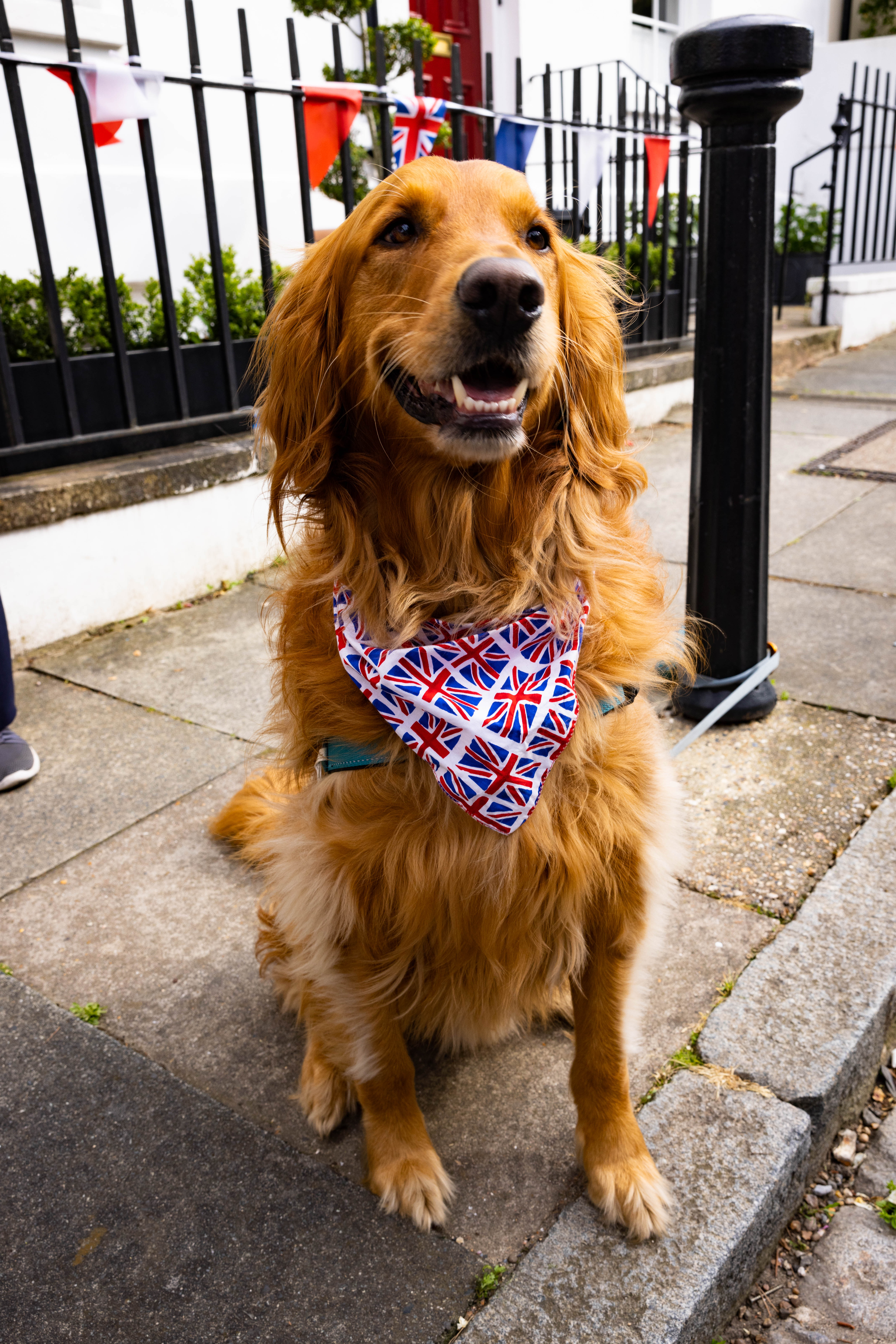 A copper coloured golden retriever sits on the pavement wearing a union jack bandana. Bunting is on the railings behind them.