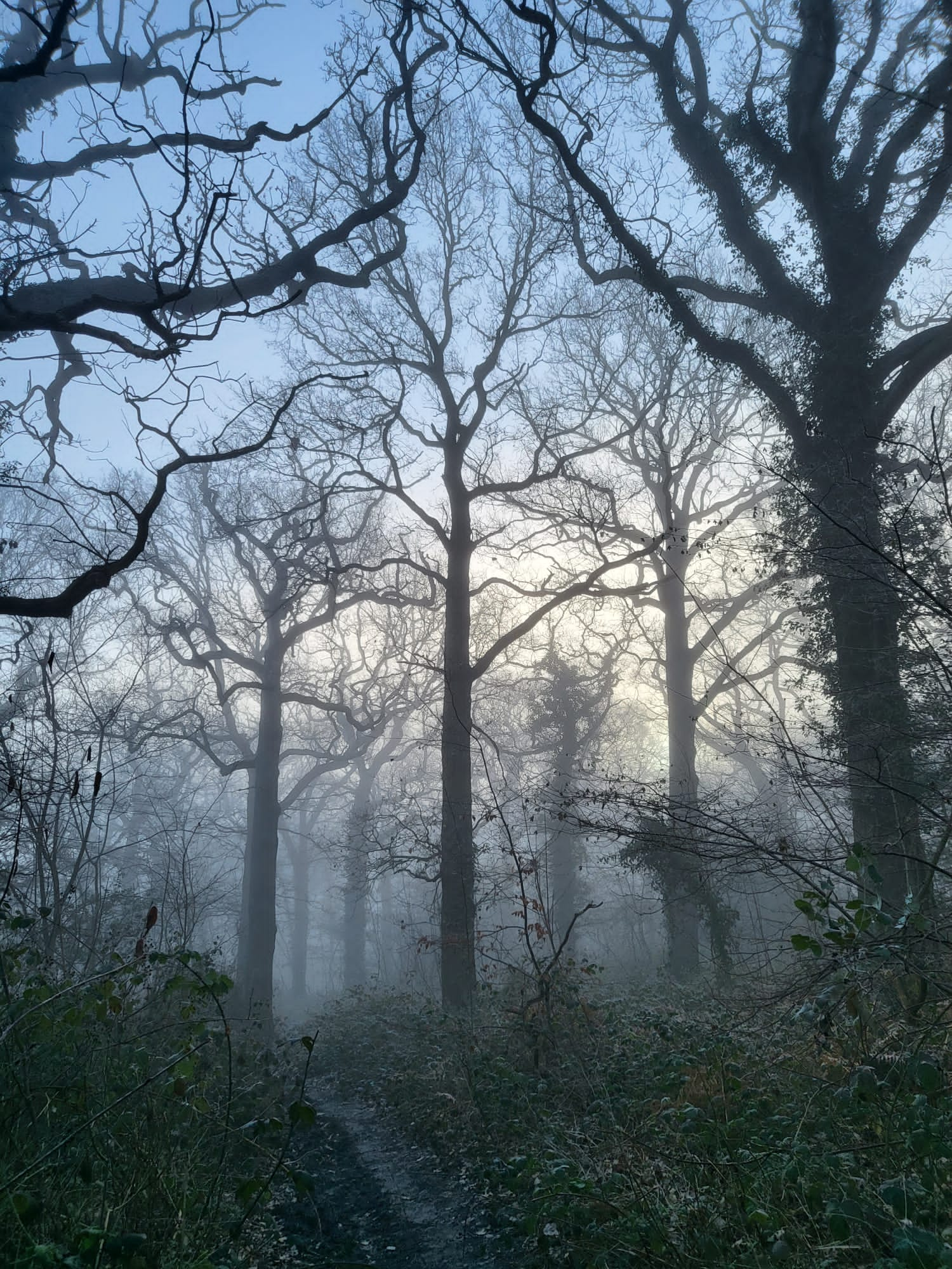 Winter trees