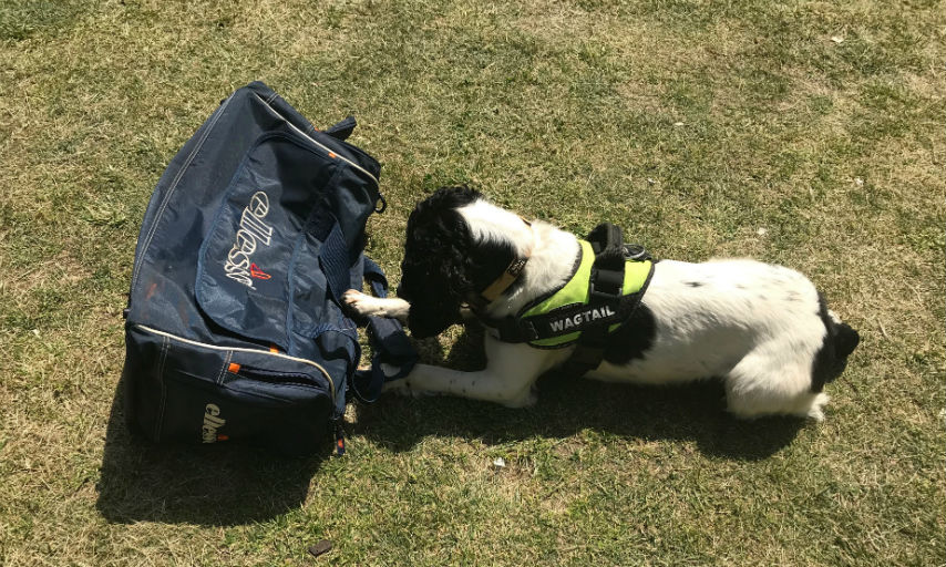 Pippa the sniffer dog at the Stamp It Out London road show.