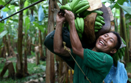 Fairtrade banana producer