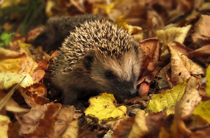 Hedgehog in autumn leaves