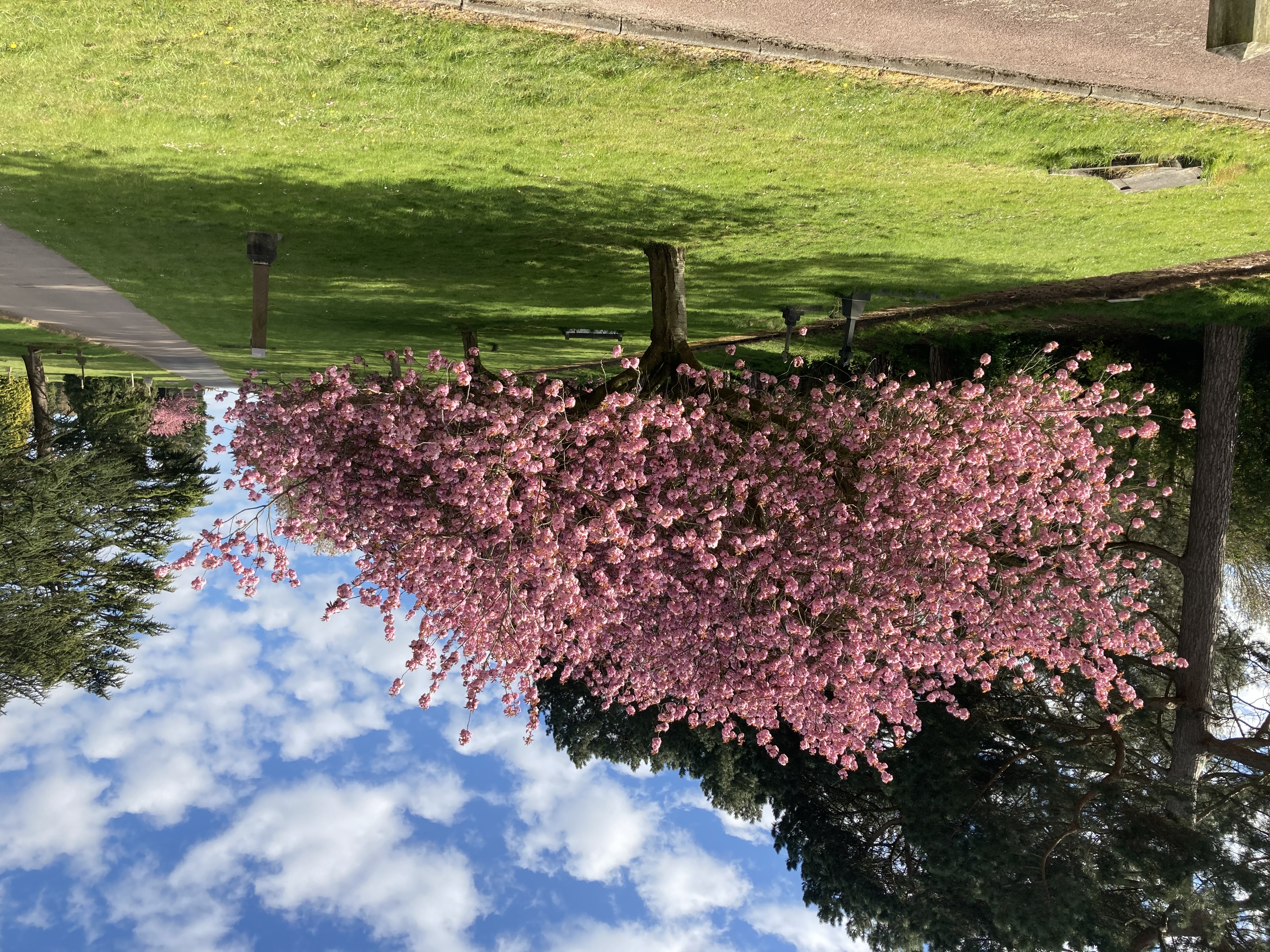 Blossom tree in park