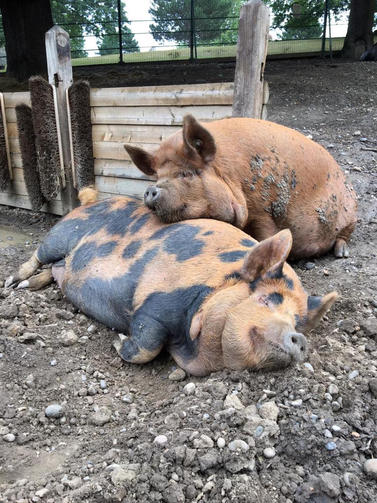 Two pigs called Pepper and George