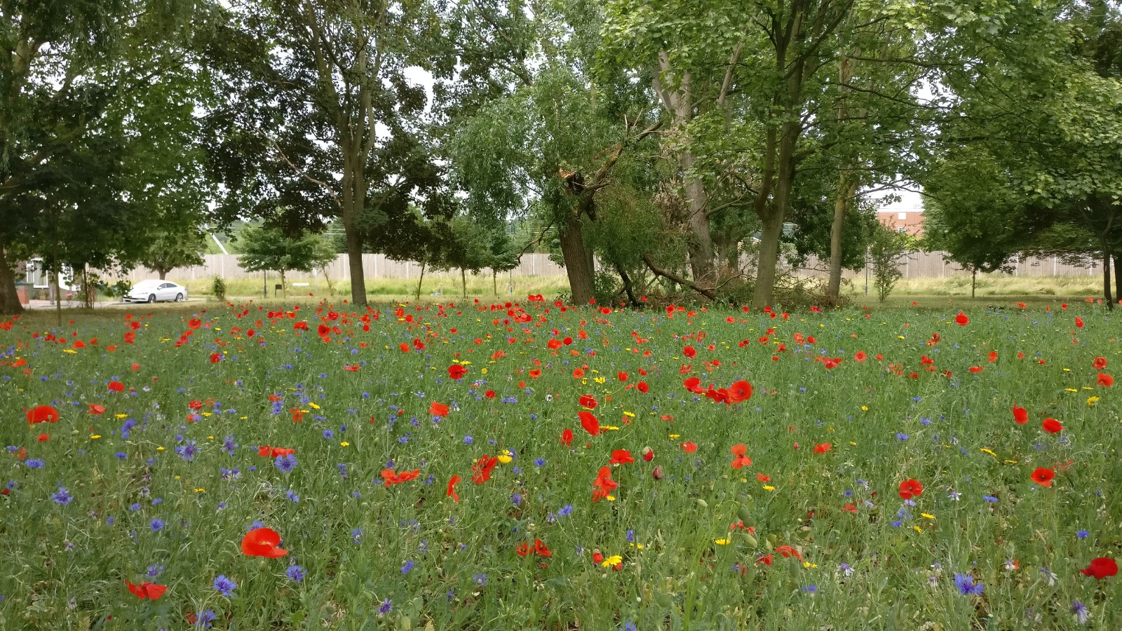 Wildflowers in the Abbey Wood estate planted in early 2020