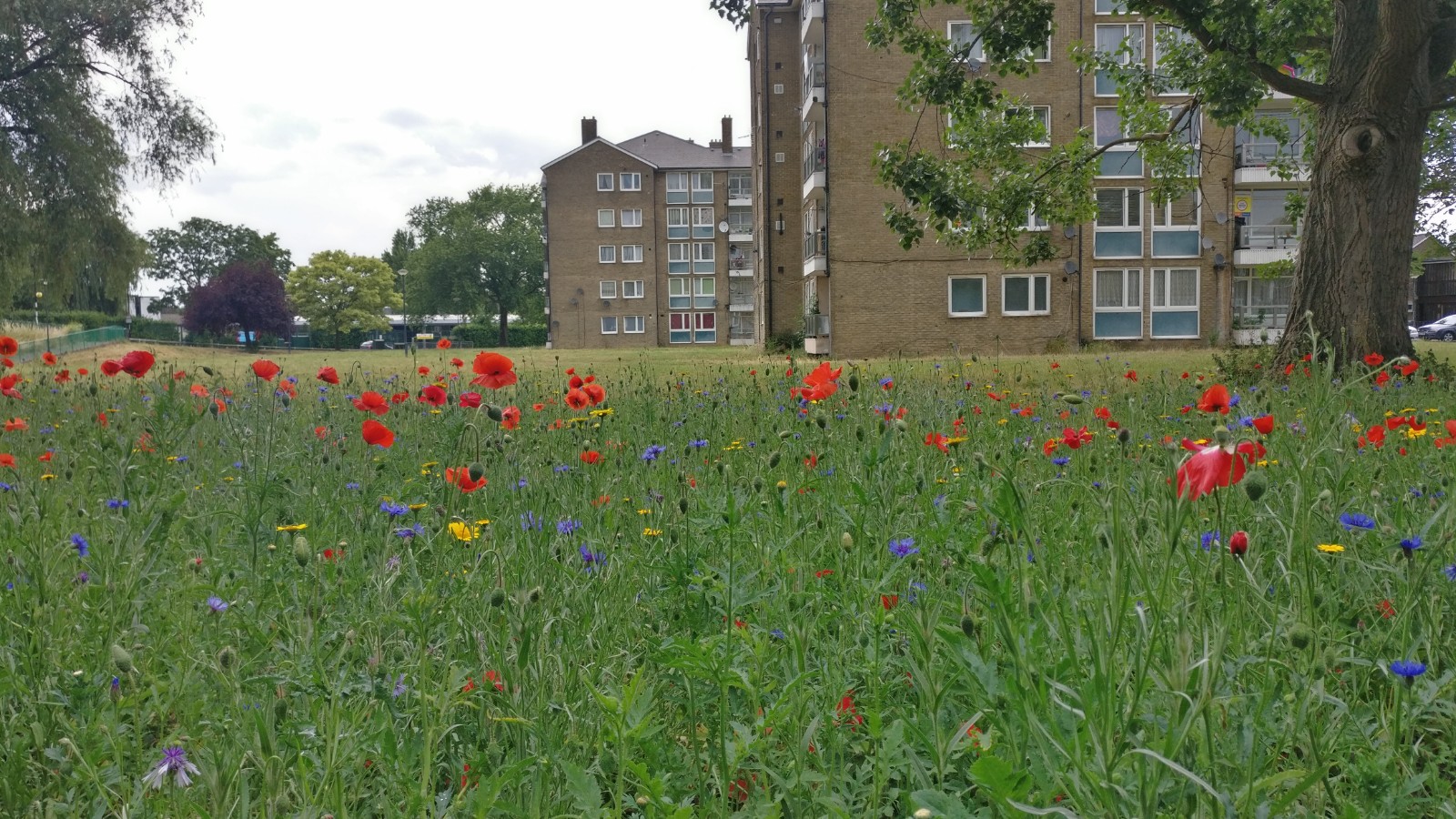 Wildflowers at the Abbey Road estate planted earlier this year