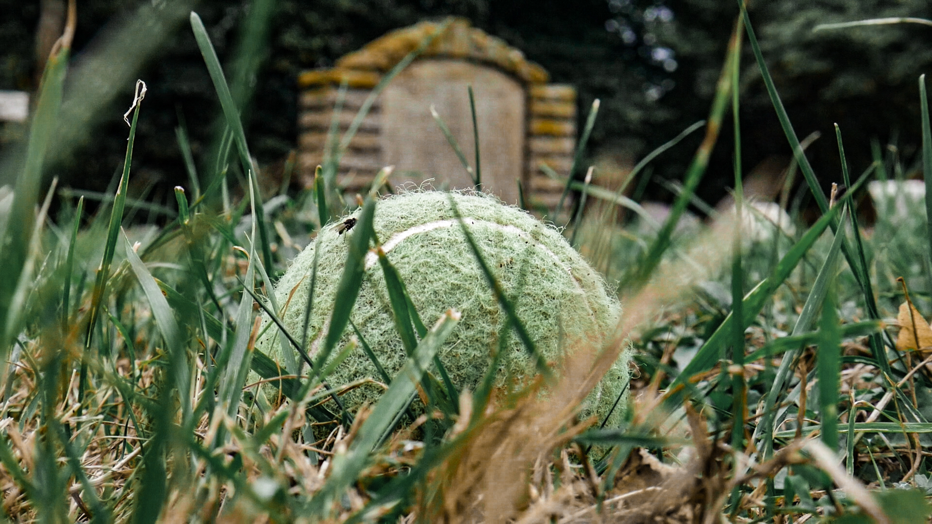 Close-up of tennis ball lying in the grass