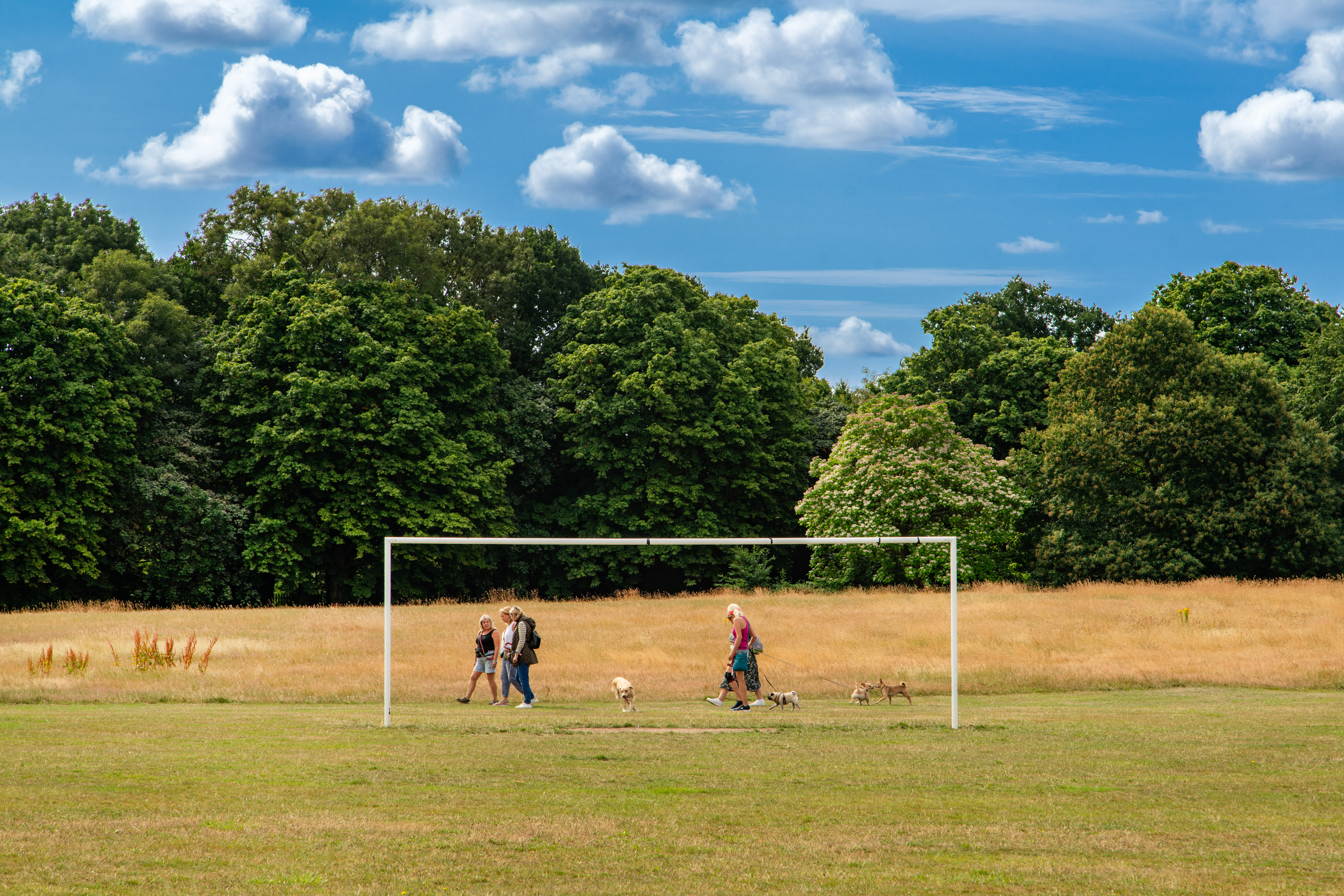 People walking in a park by a football goal post with dogs in a grassy park with green trees