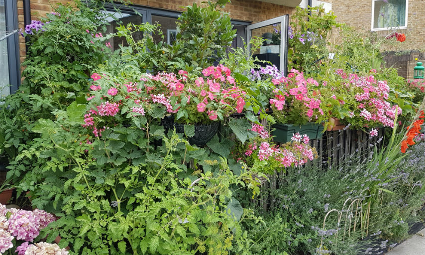 Greenwich in bloom 2018 best containers winner