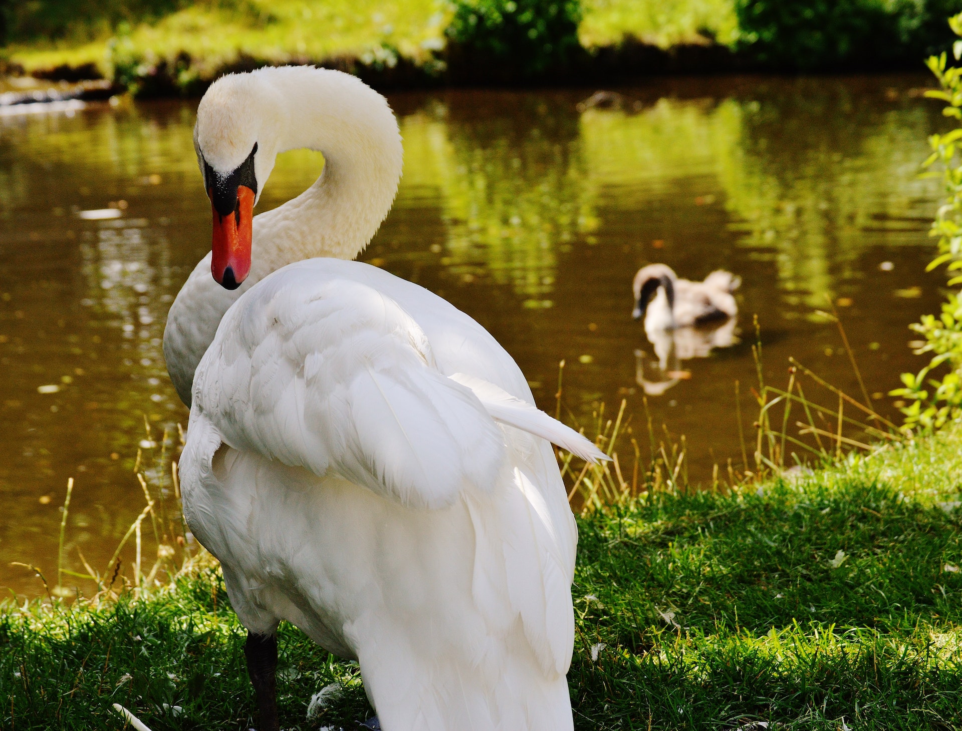 Image shows a photo of a swan by a lake