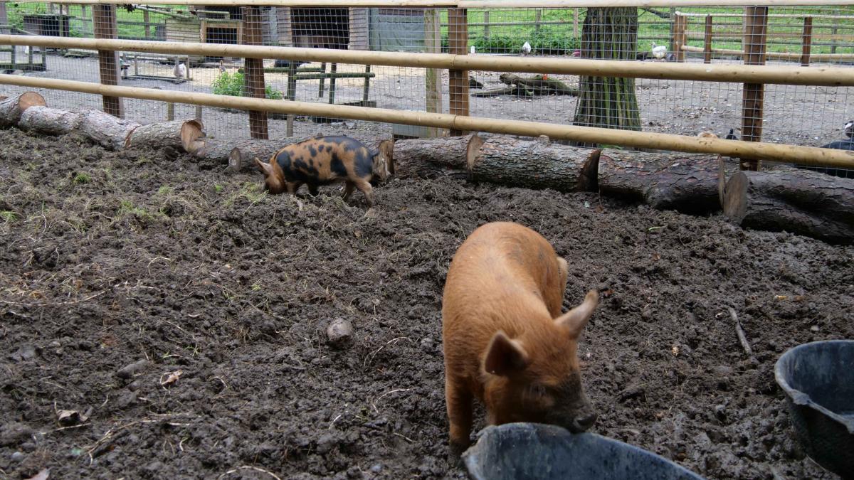 two pigs in a pen