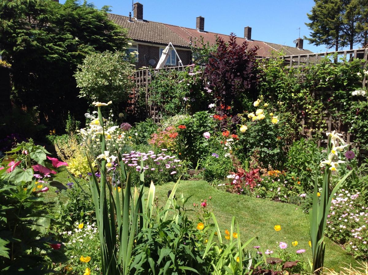 a residential garden with flowers in bloom
