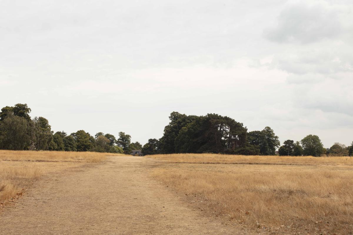 A field of dry yellow grass with trees in the background