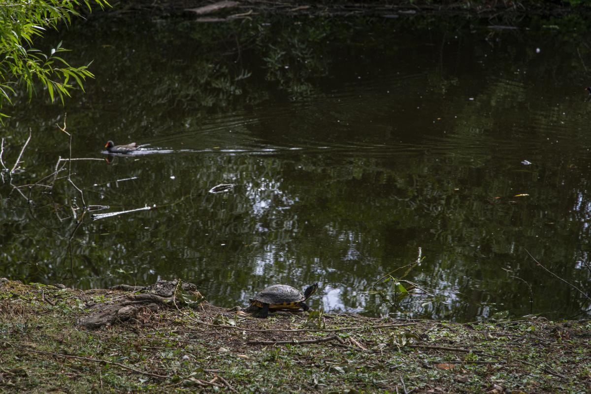 A terrapin on the bank of a pond