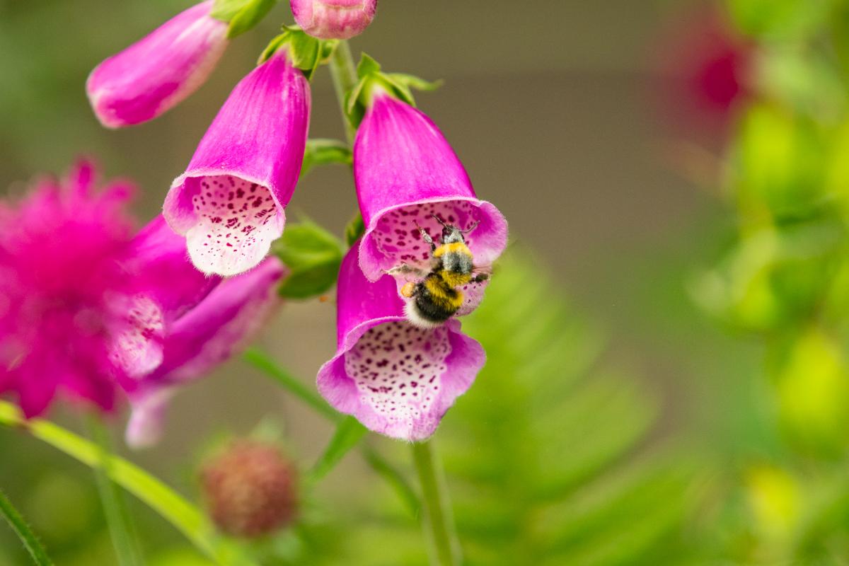 A bee inside a pink flower