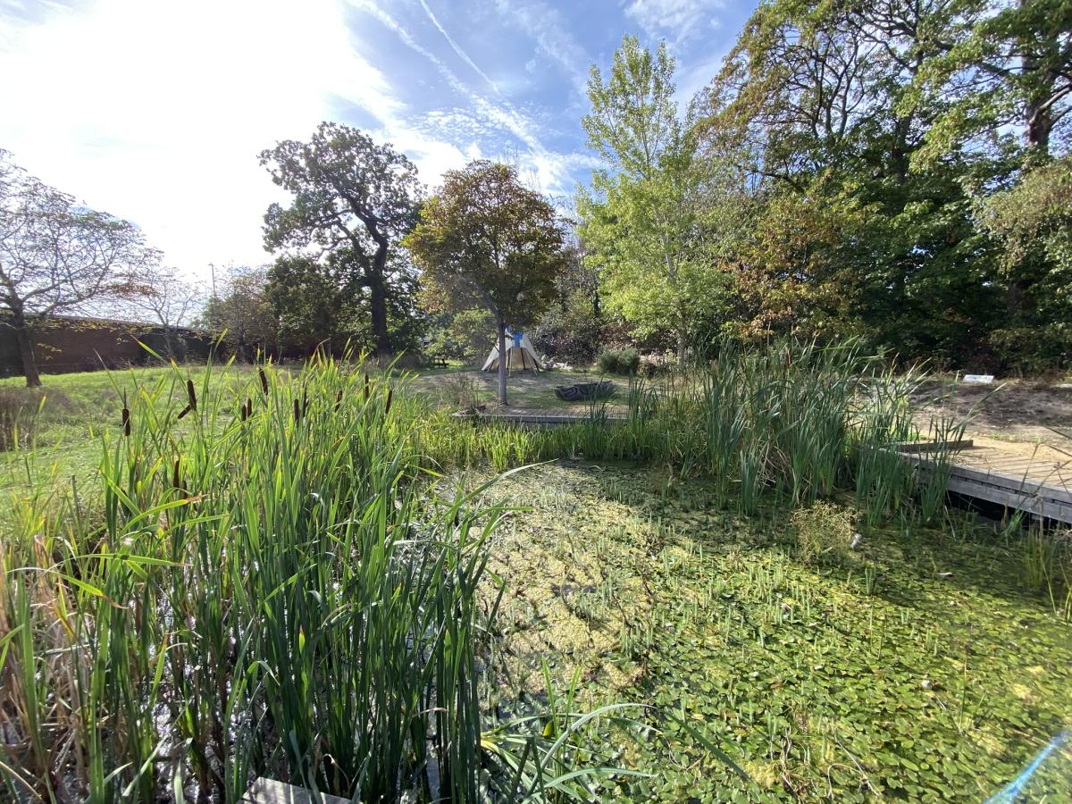 A pond surrounded by greenery