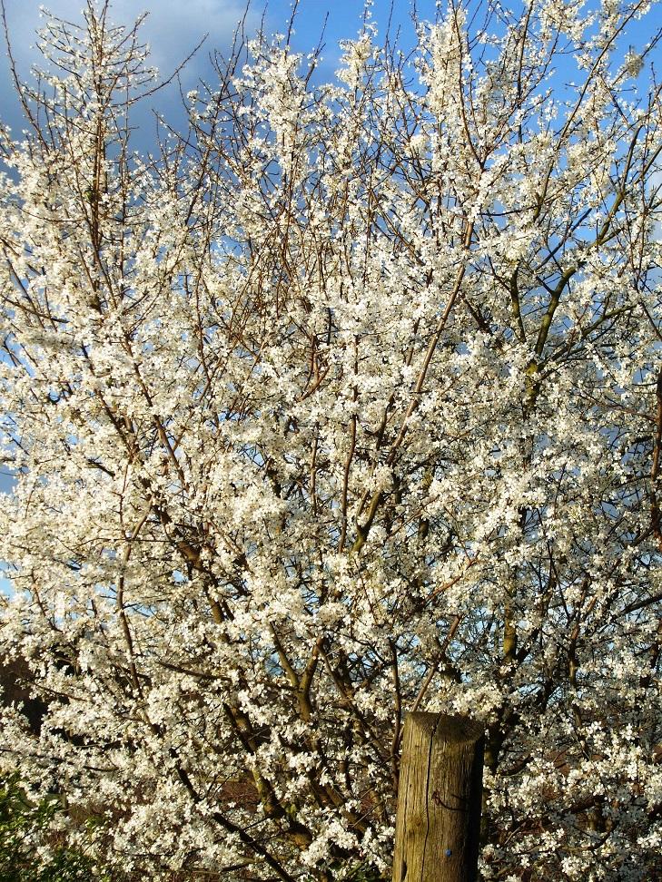 A tree covered in white blossom