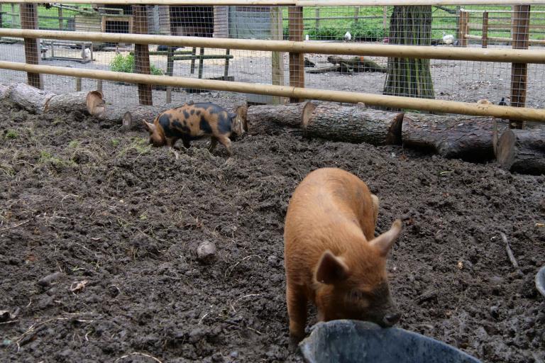 two pigs in a pen