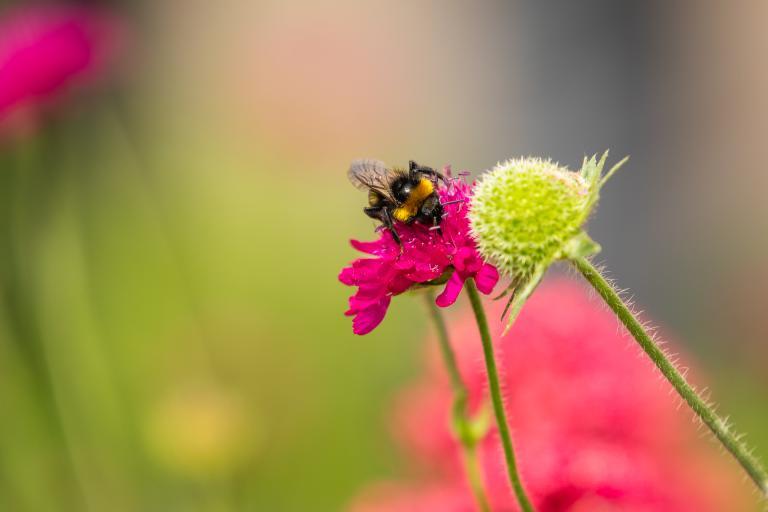 A bumble bee on a pink flower