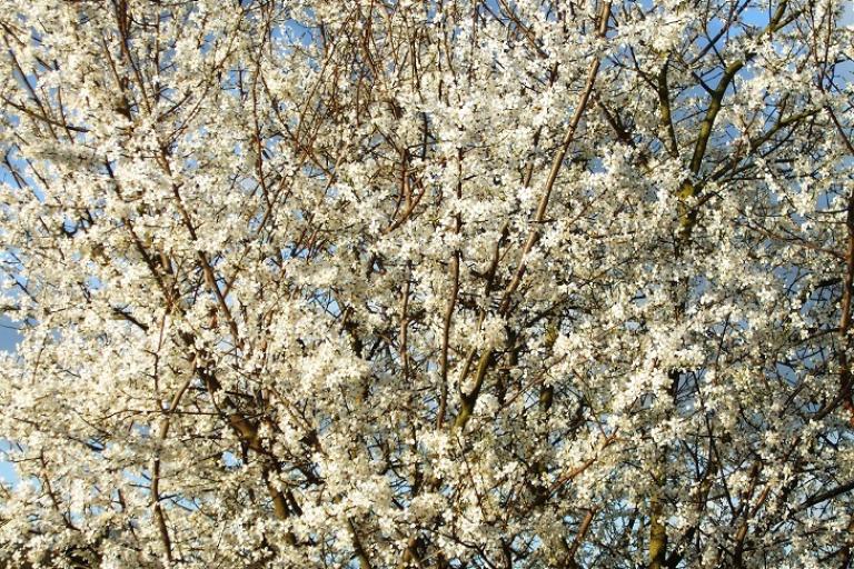 A tree covered i white blossom