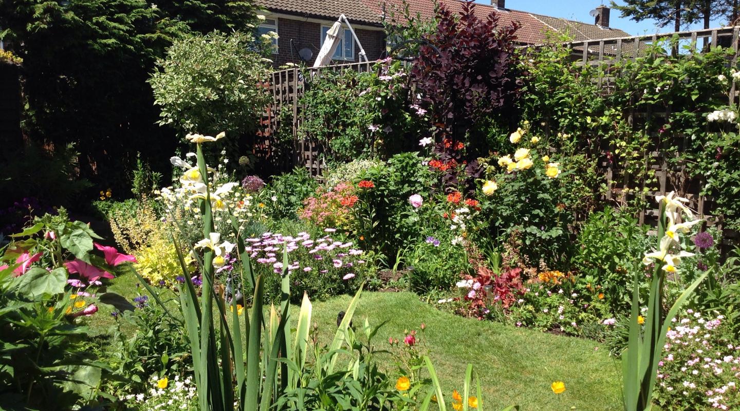 a residential garden with flowers in bloom